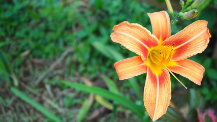 Day Lily is a biennial plant that belongs to the same family.