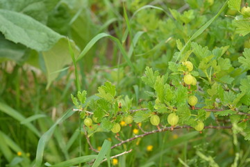 Gooseberry with amber berries on the background of green leaves in the garden.