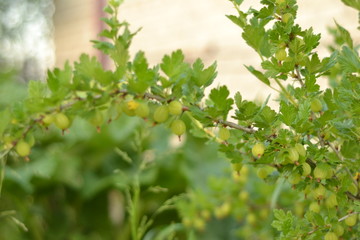 Gooseberry with amber berries on the background of green leaves in the garden.