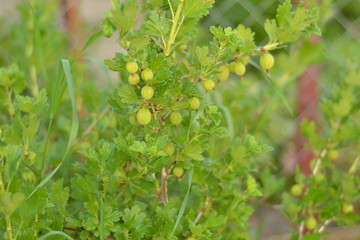 Gooseberry with amber berries on the background of green leaves in the garden.