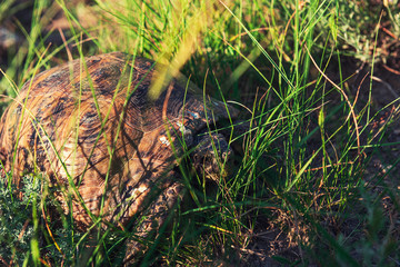 Large steppe turtle in the grass