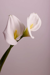 Beautiful flowers - calla on a gray background. Place for inscription. Postcard.
