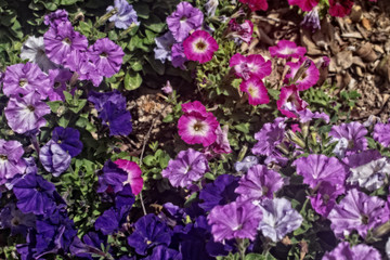 Purple Flowers in the Garden during Spring