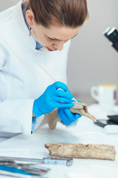 Archaeology Researchers Analyzing Ancient Antler Tool in Laboratory