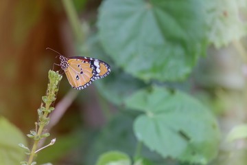 butterfly on a leaf