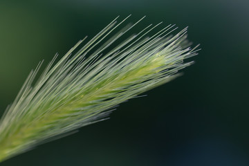 Hordeum murinum, commonly known as wall barley or false barley