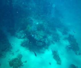 sea fish near coral, underwater