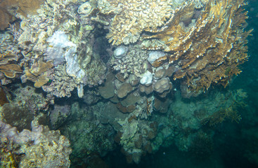 sea fish near coral, underwater