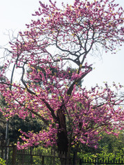 arbre en fleurs à Paris