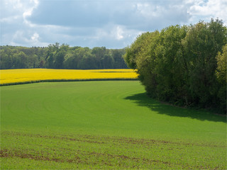 champs de colza à Villarceaux dans le Val d'Oise en France