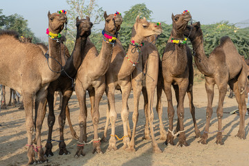 Camels in desert Thar during Pushkar Camel Fair, Rajasthan, India