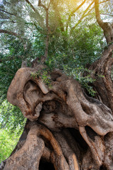 Old olive tree with massive trunk and beautiful tuxture of bark.