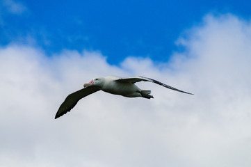 Obraz premium Impression of the Mighty Giant Wandering Albatross in Full Flight