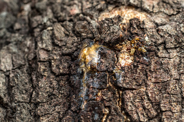 Natural gums are polysaccharides of natural origin