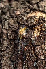 Natural gums are polysaccharides of natural origin