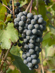 Ripe bunch of Lambrusco di Modena grapes, with branches and leaves of a plant, at the time of harvest, Italy
