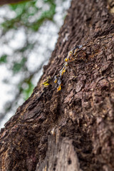 Natural gums are polysaccharides of natural origin