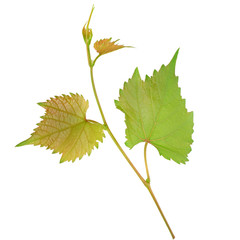 Vine and leaves isolated on white background.