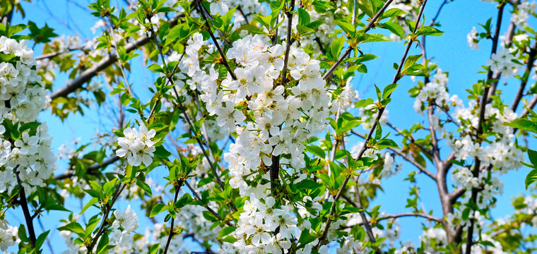 Spring flowers. Beautifully blossoming tree branch. Cherry - Sakura and sky with a natural background. Wide photo.