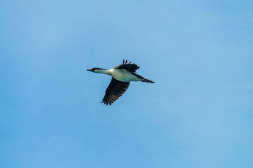 An antarctic shag -Leucocarbo bransfieldensis- passing in low Flight near the Shag Rocks in the southern atlantic ocean, between the falklands and South Georgia.