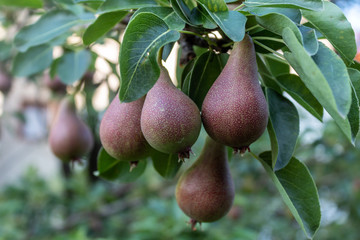 Pears on The Branch in Orchard