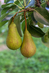 Pears on The Branch in Orchard