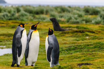 Three King Penguins -Aptenodytes patagonicus- engaging in a courtship ritual on Salisbury plains, South Georgia