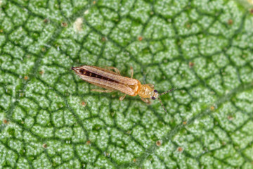 The onion, the potato, the tobacco or the cotton seedling thrips - Thrips tabaci (order Thysanoptera). It is important pest of many plants.