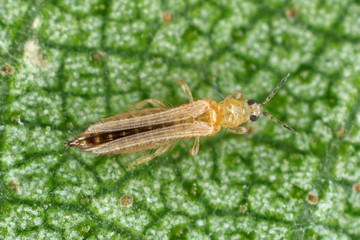 The onion, the potato, the tobacco or the cotton seedling thrips - Thrips tabaci (order...