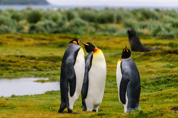 Three King Penguins -Aptenodytes patagonicus- engaging in a courtship ritual on Salisbury plains, South Georgia