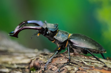 Macro side view of whole giant stag beetle (Lucanus cervus) standing on tree brunch over green forest background 