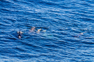 A group of Long-Finned Pilot Whales -Globicephala melas- swimming in the South Atlantic Ocean, near...