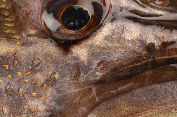 Fish pike closeup