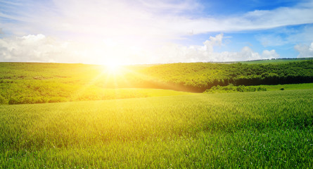 Green field and blue sky with light clouds. Above the horizon is a bright sunrise. Wide photo .