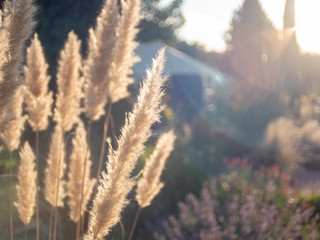 Sun Light Through Grass