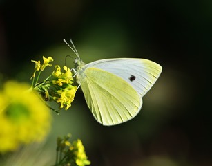 Kleiner Kohlweißling (Pieris rapae)