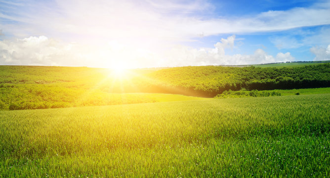 Green field and blue sky with light clouds. Above the horizon is a bright sunrise. Wide photo .
