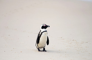 Fototapeta premium African Penguin (spheniscus demersus), Boulder beach, South Africa