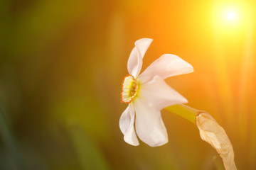 Daffodil flowers in the field at sunset. Spring time. Copy space