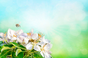 Fototapeta na wymiar honey bee collecting pollen on white apple. Spring time background. Space for text