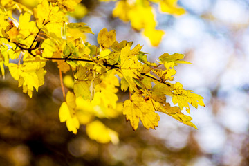 Fototapeta na wymiar Yellow autumn leaves of maple on a tree in a forest in sunny weather_