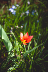 Fototapeta premium Die ersten Frühlingsblüten sind da
