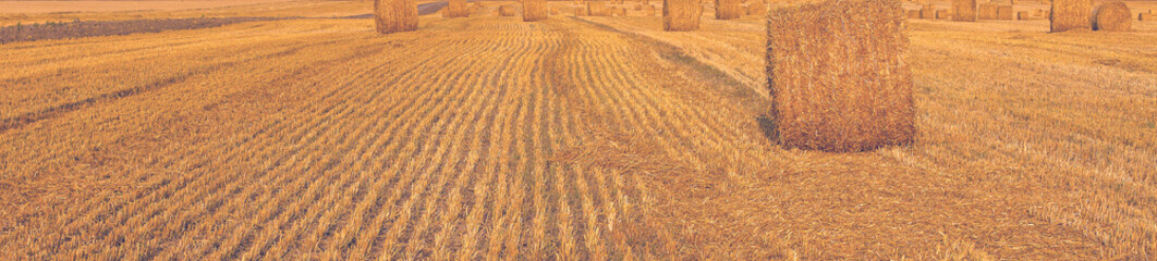 Field after harvest, Big round bales of straw	