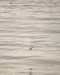Bird flying over the sea