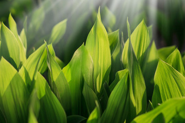 lily of the valley. Leaf background