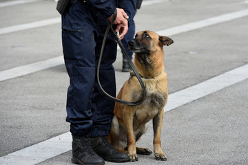 chien gendarme