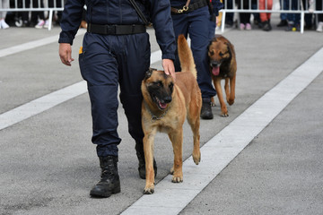 chien gendarme