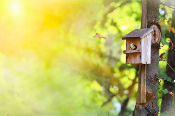 The House Wren on the tree. A tiny house wren pauses outside her home. Hot sunny spring or summer day. Space for text. bird house