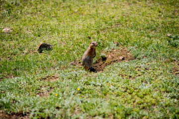 Beautiful Altai gopher, sitting on a green meadow in sunny day