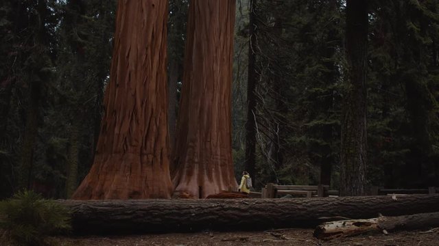 Caucasian female enjoying giant sequoias in the Sequoia National Park, USA. 4K UHD